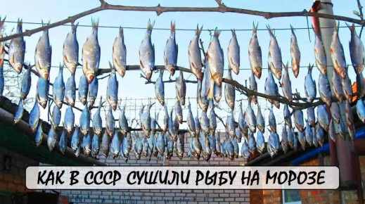 Как в Советском Союзе мастерили уникальную рыбу на морозе