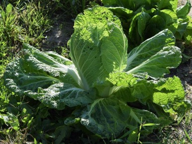 ��� ��������� ��������� ��������� �������: ������� ��������� ������