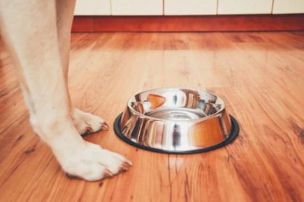 Секреты безопасности: Вредные продукты для собак, о которых нужно знать каждому хозяину