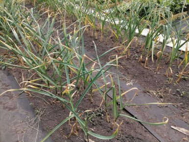 Когда убирать чеснок? Признаки созревания