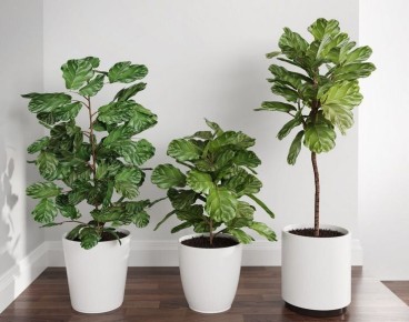 Пять капризных комнатных растений, которые могут вас разочаровать