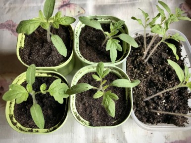 ������ ���� � ����������� ������: ������ �� ����������� �������