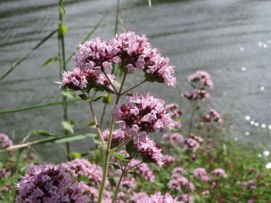 ����������� ���� ���: ������ ������ �������������� �������� ��� ������� �����