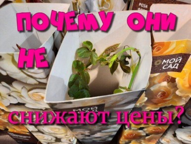 ������ ���� �� ���������� �������� �������� ��� ���������?