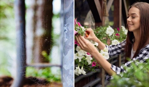 Уксус для борьбы с пауками: эффективный метод, который оценят все хозяева