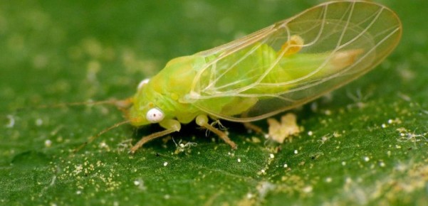 7 распространенных ошибок в борьбе с медяницей, которые только усугубляют проблему