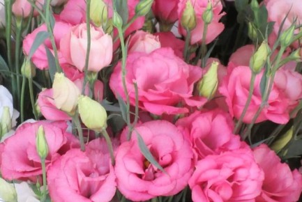 �������: �� ������� �� �������� ��������