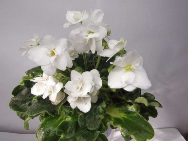 Растения, которые наполнят дом позитивом и защитят от негатива