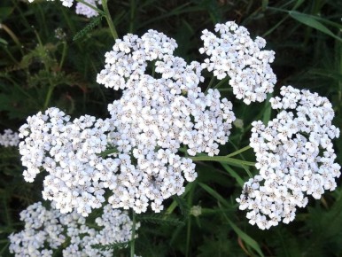 ��� ���������� ���������� ��� ��� � ������ ����������