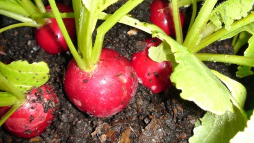 Урожай редиса: как вырастить на грядках до морозов