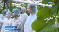 Воспитанники агроклассов из Парфинского района побывали на площадках тепличного комплекса "Трубичино"