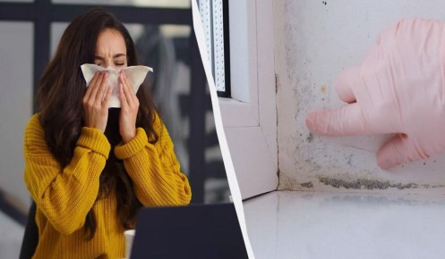 Как быстро избавиться от плесени с помощью простого средства