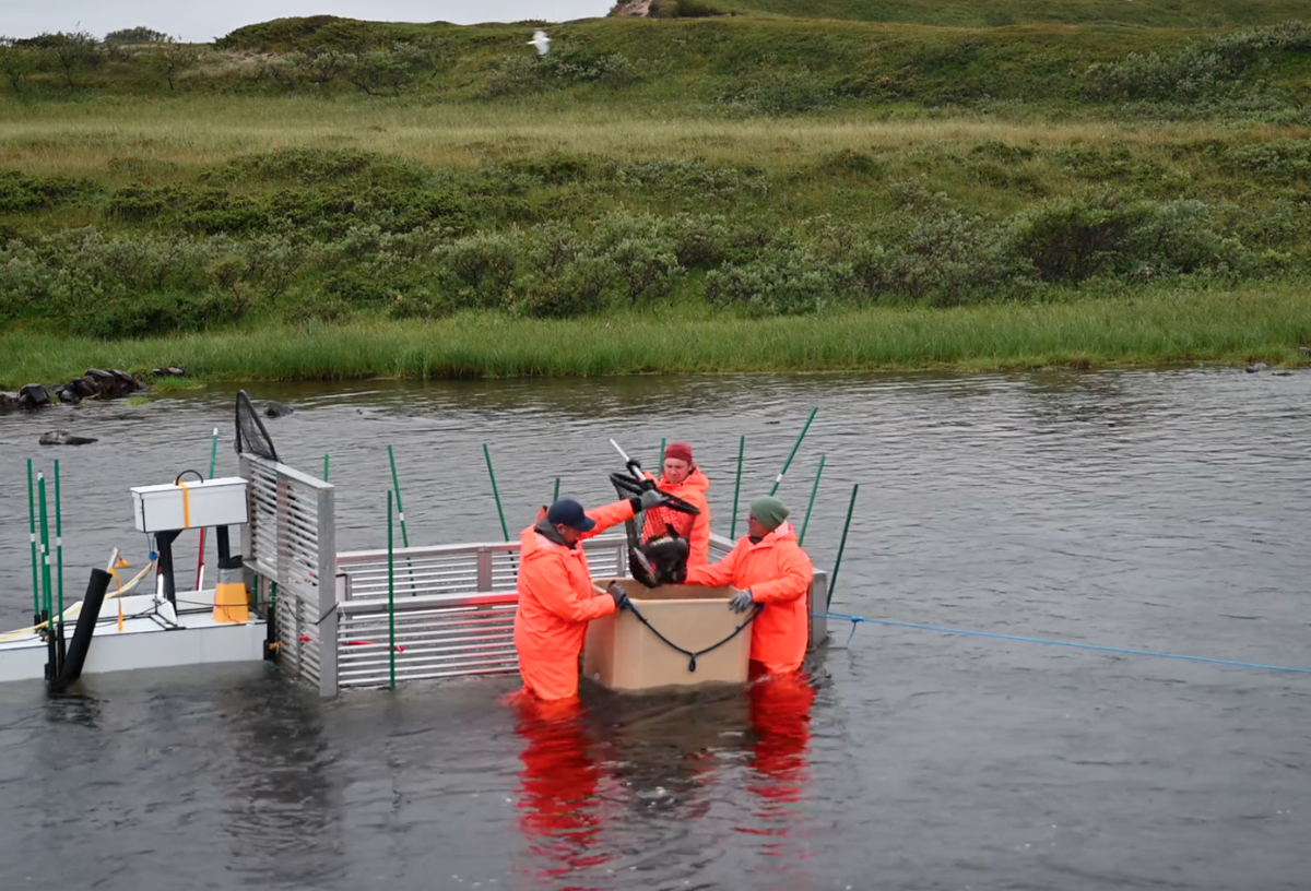 Норвегия на пороге борьбы с нашествием горбуши в 2027 году