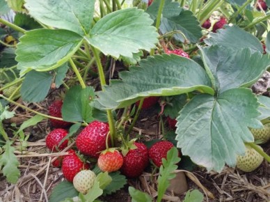 Как добиться рекордного урожая клубники всего с одной весенней подкормкой