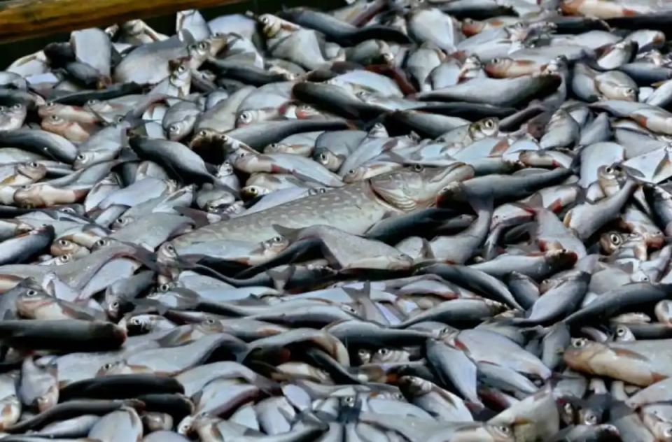 ����� ���������� ���� ������ � ������� ��������� 4 ������