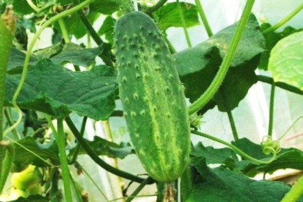 Огурец: удивительные свойства для здоровья и дома