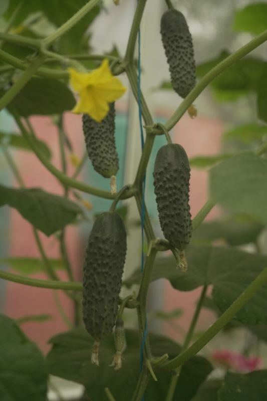 ��� ��������� ��������� ������: ������ ��� ��������