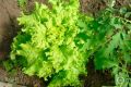 Салат витаминный: как вырастить вкусный и полезный урожай