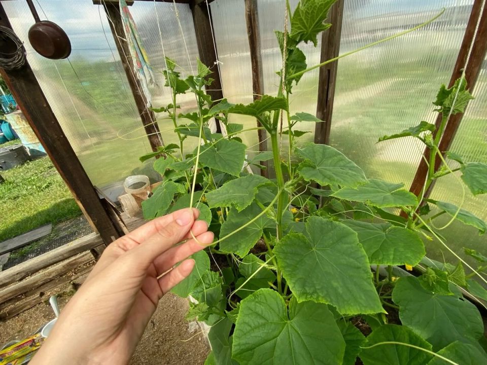 ��� ������� ��������� �������� ������� ����������� ����� �����