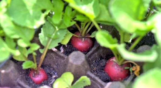 ��� ���� ������� ��� ������� ��� �����: ������� �������� �������