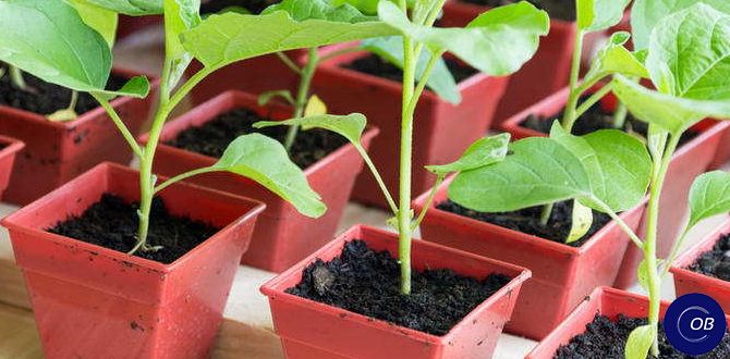 ������� ��������� ������ ����� ���������