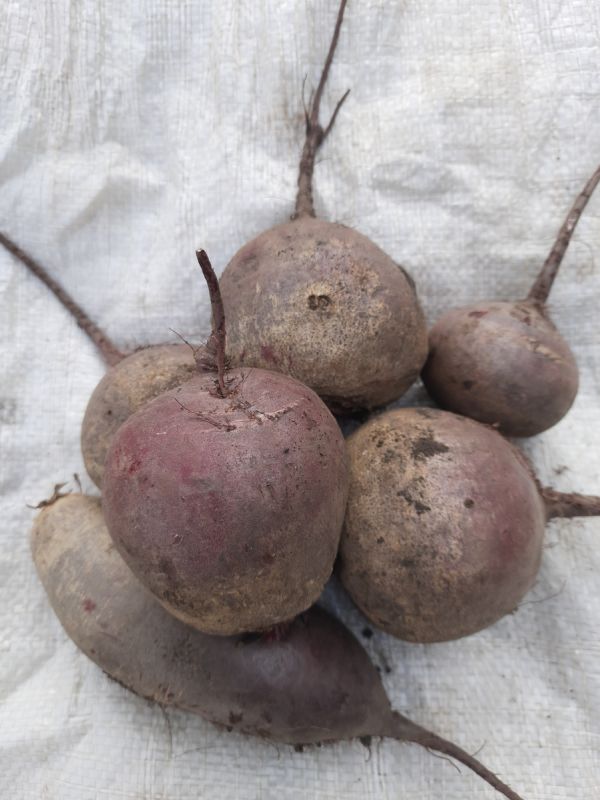 ��� ��������� ������ �� ����� �����: �������� ������������