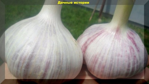 Как правильно удобрить чеснок и лук: секреты успешного урожая