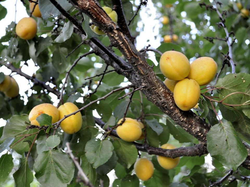 ����� ����� � �������� ����������: ��� ������� �������� ������ �� ������