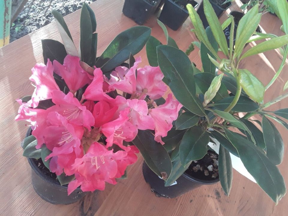 Зимовка рододендронов: что же происходит в саду?