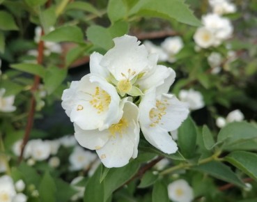 Чубушник: очарование сада с нежным ароматом и богатым функционалом