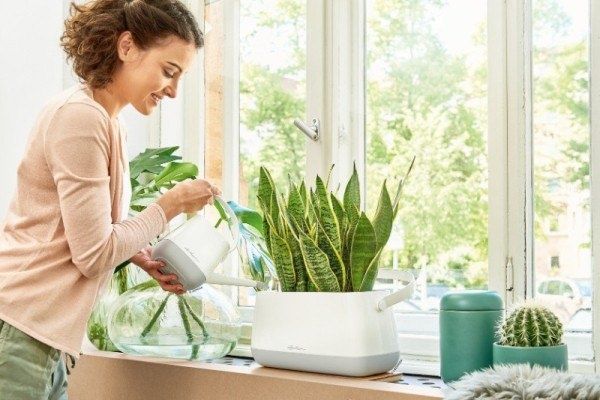 Способы спасти растения после переувлажнения