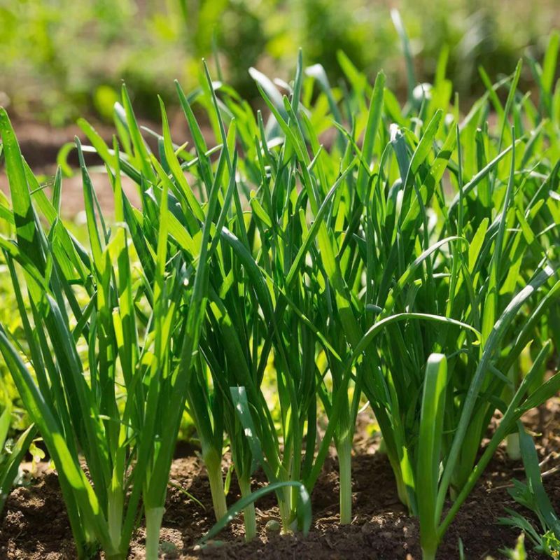 Секреты июльской подкормки лука: как вырастить крупные головки