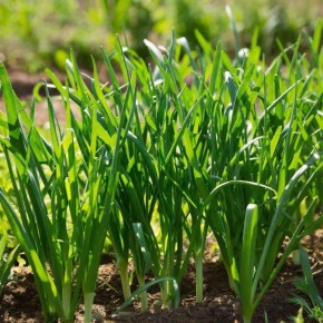 Секреты июльской подкормки лука: как вырастить крупные головки