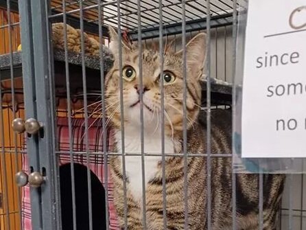 Кот из приюта, который стал звездой соцсетей: как правда спасла его судьбу