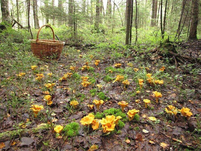 �������: ����� ��������� �����, ������� ����������� ������ ��������