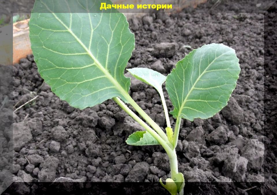 Цветная капуста: секреты успешного выращивания и уход за растением