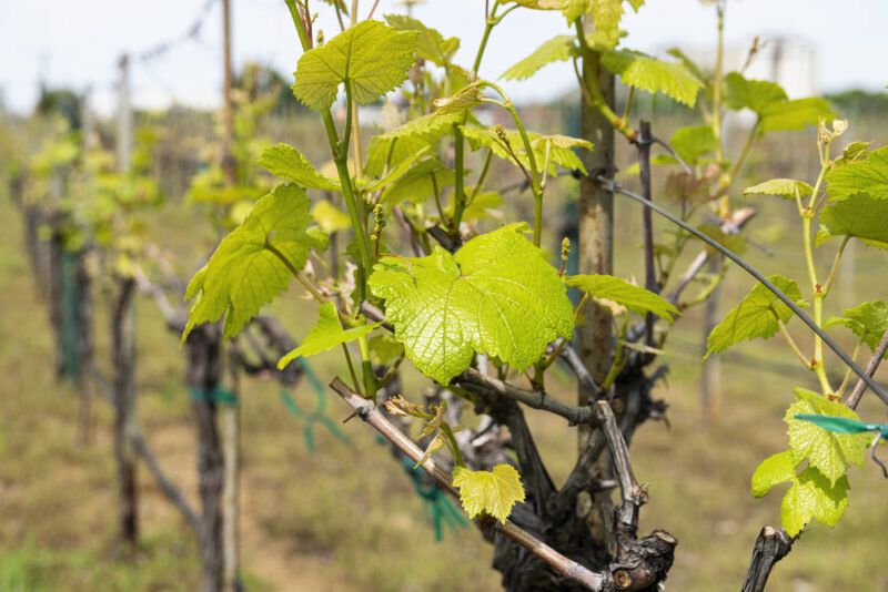 ������� ��������� ����������� ��������� ��������� � ������� ������ ������