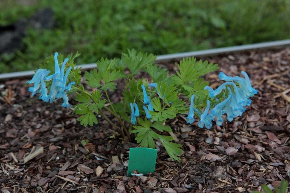 Открытие нового яркого сорта хохлатки: 'Лазурь' пленяет сердца