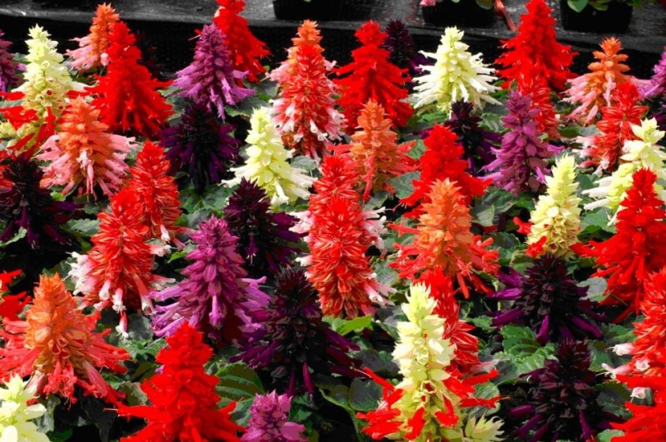 ������� ��� ������ ����: ������� ����� � ����� �������� �����