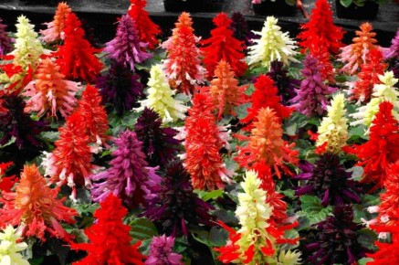 ������� ��� ������ ����: ������� ����� � ����� �������� �����