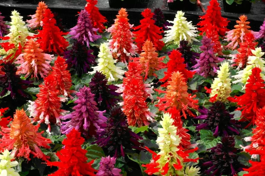 Сальвия для вашего дома: секреты ухода и самые красивые сорта