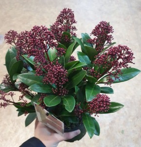 Открытие мира необычных цветов: что стоит рассмотреть для вашего дома