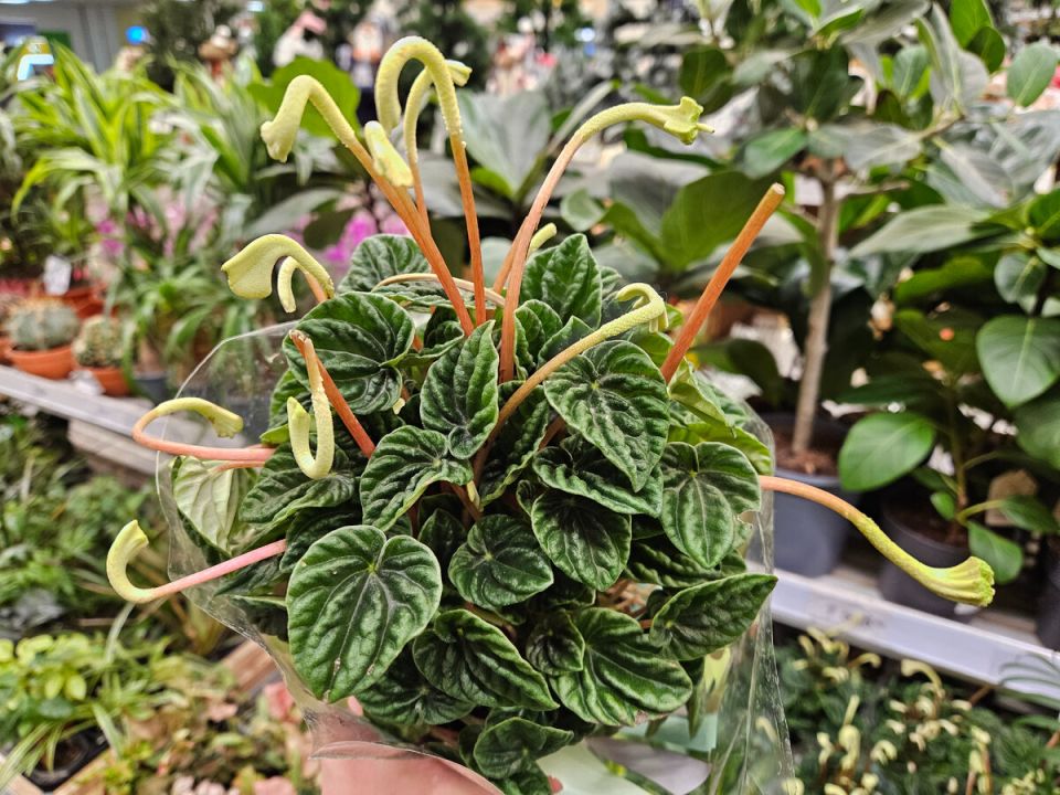 ���� ��������, ������� �� ��������� ��������