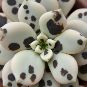 ���������� ������ ����� �� �����������: ��� ����� �����