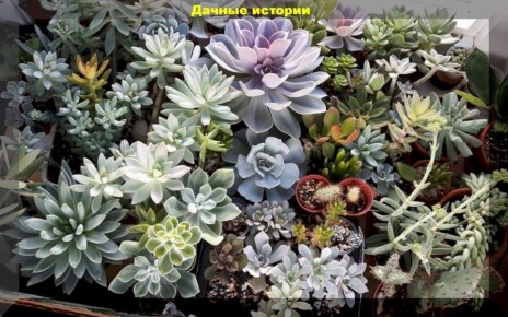 Суккуленты: идеальные растения для занятых любителей флоры
