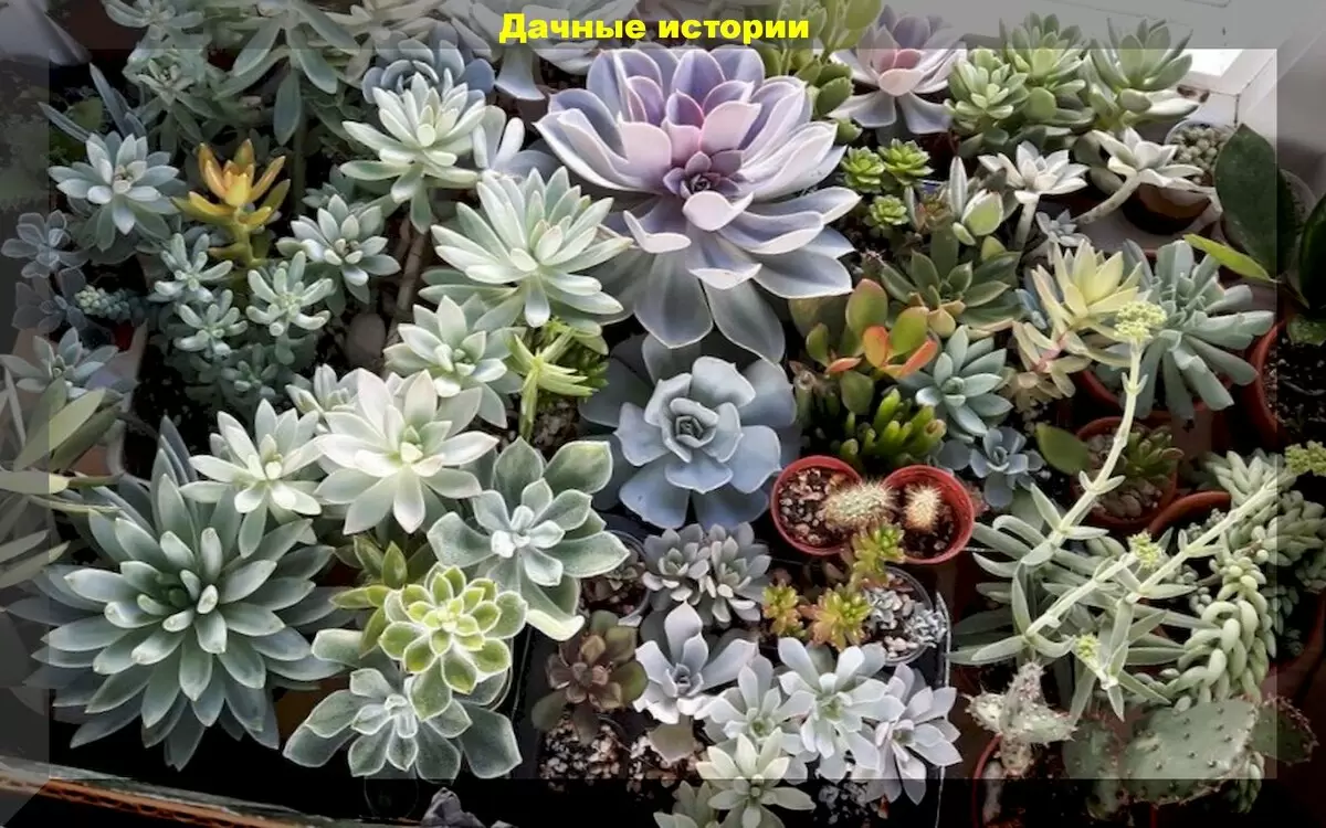 Суккуленты: идеальные растения для занятых любителей флоры