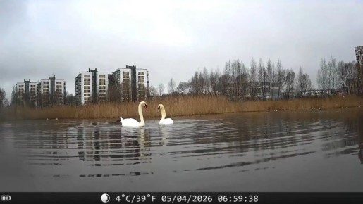 Новгородские лебеди синхронно станцевали на Волхове
