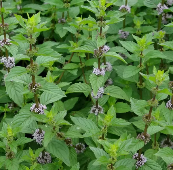 Ошибки садоводов: как неправильный выбор растений приводит к лишним хлопотам