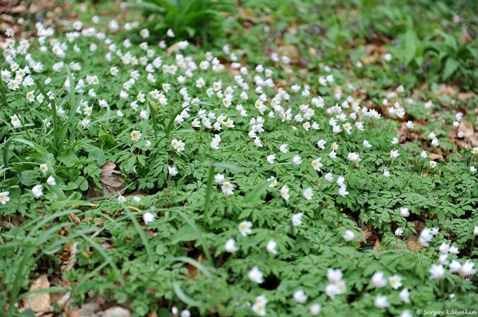 ������� ��������� ��������: ��� ������� ����� ����������� ��� ���