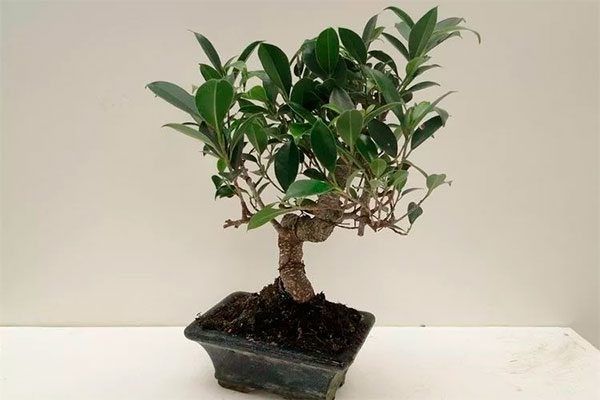 ����� ������: ���������������� �������� �� ����� �����������